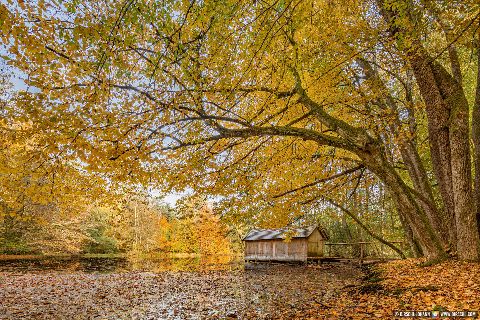 Gemeinde Tarsdorf Bezirk Braunau Huckinger See Herbst Innviertel (Dirschl Johann) Österreich BR